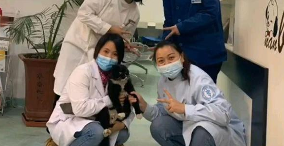 小猫到宠物医院讨食，结果当场被绝育，想混口饭吃却搭了“铃铛” 