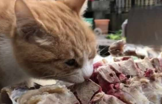 小伙在院子做菜,流浪猫突然闯入令人笑翻!猫:富贵险中来! 小伙在院子做菜,流浪猫突然闯入令人笑翻!猫:富贵险中来!