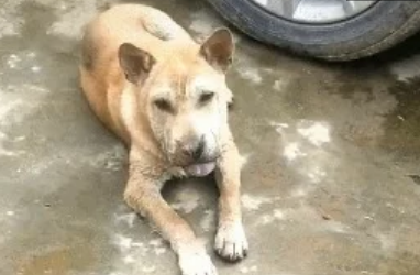 狗狗吐着舌头扮鬼脸，男子本觉得很滑稽，仔细一看却笑不出来