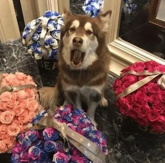 王思聪的爱犬可可用爱马仕狗盆坐私人飞机走丢后悬赏100万