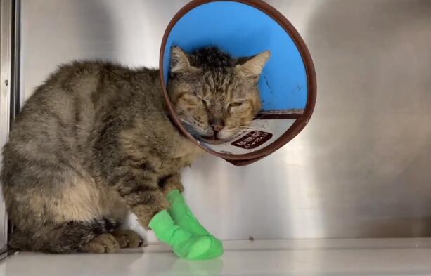 脚踩肉瘤，警惕异常的流浪猫，历经2个月的住院治疗，又是一只喵老大
