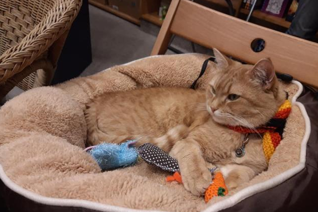 天冷了,屁颠屁颠给爱猫买了个窝,几天后想死的心都有了