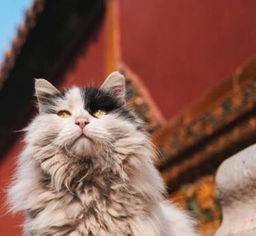 故宫野猫泛滥，200多只野猫无人驱赶？