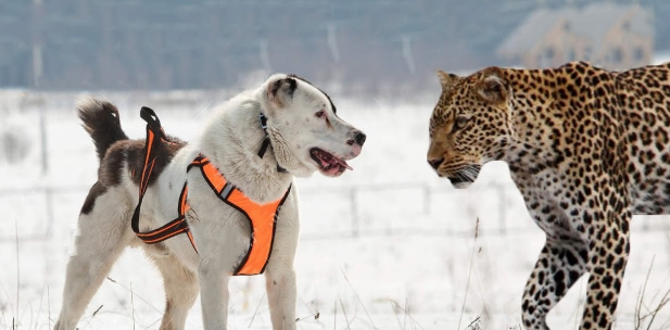 拥有狮子般心脏的猛犬,至今已有千年历史,血统神秘,已无从查找 拥有狮子般心脏的猛犬,至今已有千年历史,血统神秘,已无从查找