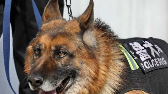警犬街头撒娇卖萌,不想干活,网友:谁还不是个宝宝咋地 警犬街头撒娇卖萌,不想干活,网友:谁还不是个宝宝咋地