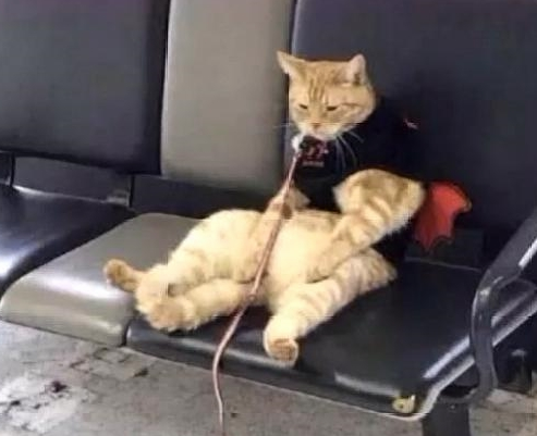 粗心主人把猫咪落在了车站，回去找猫咪，看到它的样子笑喷了