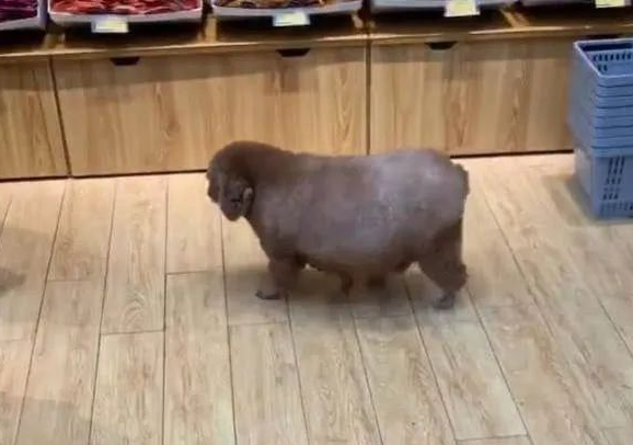 在超市偶遇一只狗狗，走近一看后差点笑岔气：以为是头宠物猪？