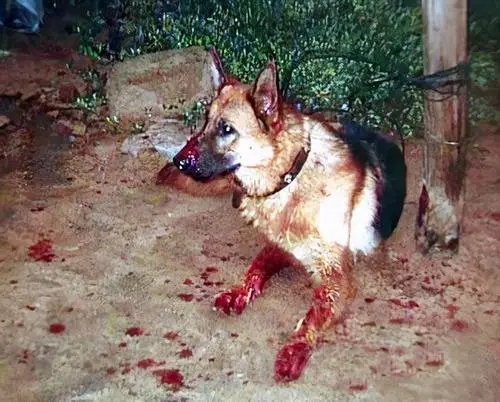 夏天狗狗咬人牵引绳 | 暑期犬类咬伤多发 公安提醒遛狗用犬绳牵引 夏天狗狗咬人牵引绳 | 暑期犬类咬伤多发 公安提醒遛狗用犬绳牵引