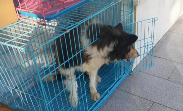 疑似退役警犬的老边牧，因未得到妥善照顾而严重缺钙，获救时已十分落魄