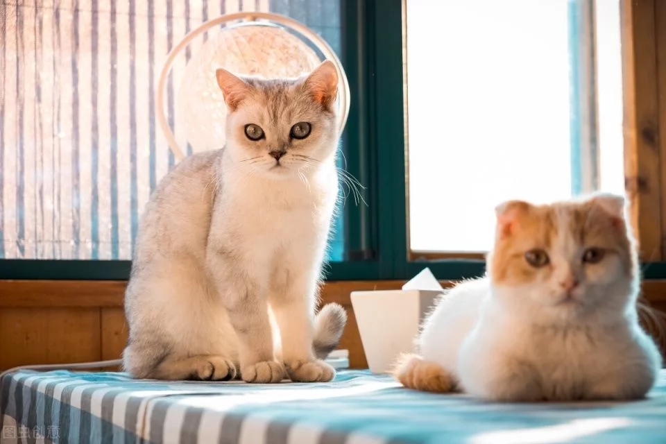 女主捡回三只小猫,因没经验只好丢给狸花猫代养,家猫:我太难了 女主捡回三只小猫,因没经验只好丢给狸花猫代养,家猫:我太难了