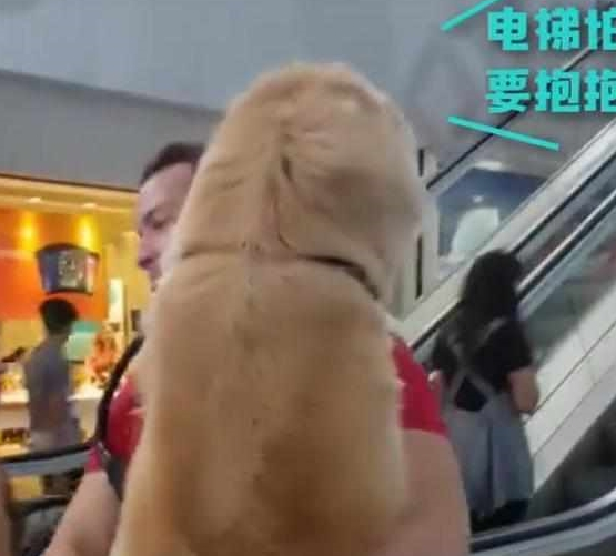 快一百斤大金毛怕坐电梯,要小哥抱抱才敢上:你说你丢不丢狗? 快一百斤大金毛怕坐电梯,要小哥抱抱才敢上:你说你丢不丢狗?