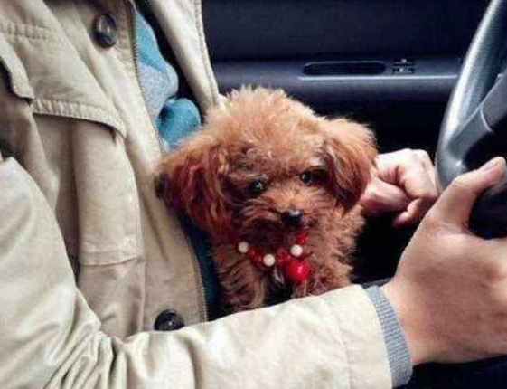当心!泰迪犬出现这5个情况,证明它根本不把你放在眼里! 当心!泰迪犬出现这5个情况,证明它根本不把你放在眼里!