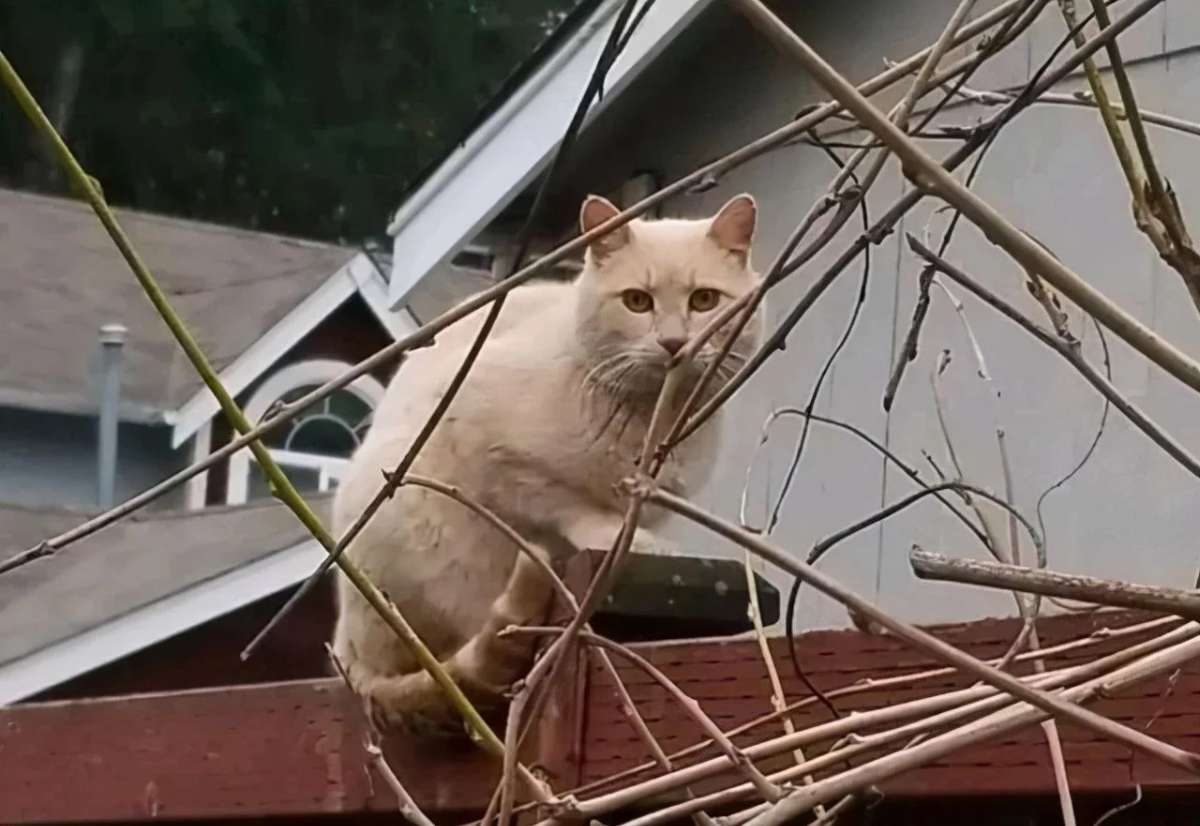 猫咪一直在外面叫唤,被不肯进屋子里,了解原因后觉得心疼喵 猫咪一直在外面叫唤,被不肯进屋子里,了解原因后觉得心疼喵