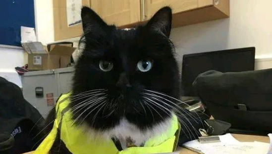 小奶猫在车站等妈妈，却被人类“套路”了11年，脏活累活全是它！