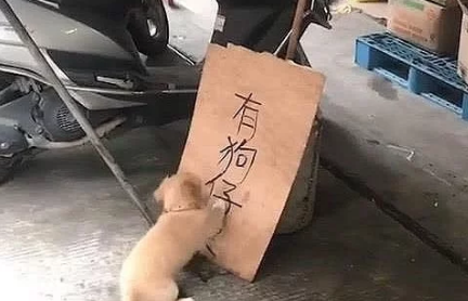 狗狗在疯狂的挠纸板，看清纸板上的字后，路人纷纷笑喷了
