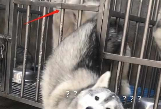 小伙养了“狼血哈士奇”，半年后越来越不对劲，骚操作令人笑岔气