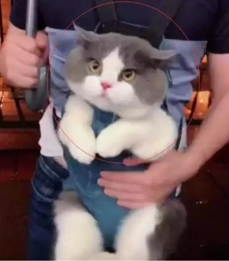 男子背着猫咪出去遛弯，猫咪一脸懵逼的表情