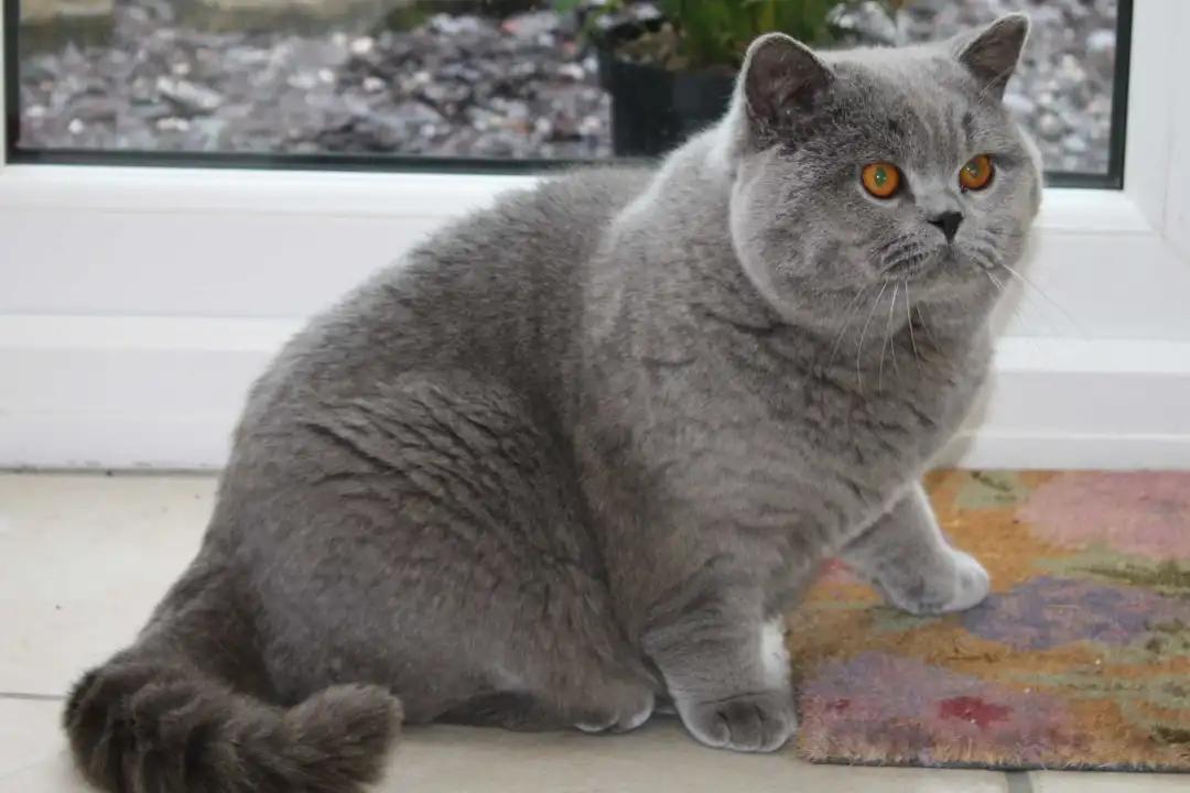主人出差将蓝猫寄养宠物店，回来时一边咬她，一边喵喵喵的哭