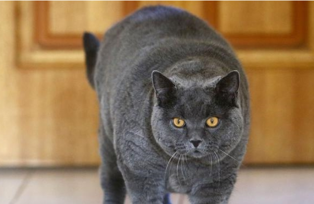 猫咪被迫帮主人按摩，越按越气，看完猫眼真是替你捏了把汗