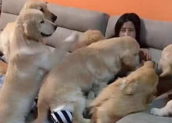 男子进女友家马上提出分手,分手理由:以后你跟这些金毛过生活吧 男子进女友家马上提出分手,分手理由:以后你跟这些金毛过生活吧
