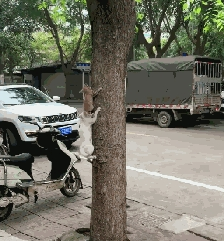 白猫带猫崽学爬树，猫崽惧怕险些坠落，白猫的举动暖心了……