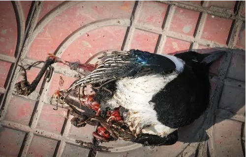 喜鹊躺在地上被同伴叼 | 喜鹊被困电线杆 众多同伴来相救