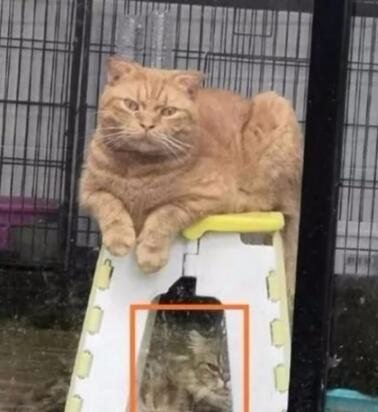 主人在院子里烤肉,隔着玻璃门的猫咪们眼睛都直了,橘猫鼻孔都气大了 主人在院子里烤肉,隔着玻璃门的猫咪们眼睛都直了,橘猫鼻孔都气大了