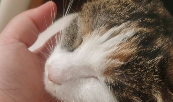 猫生直白，生气就尿！