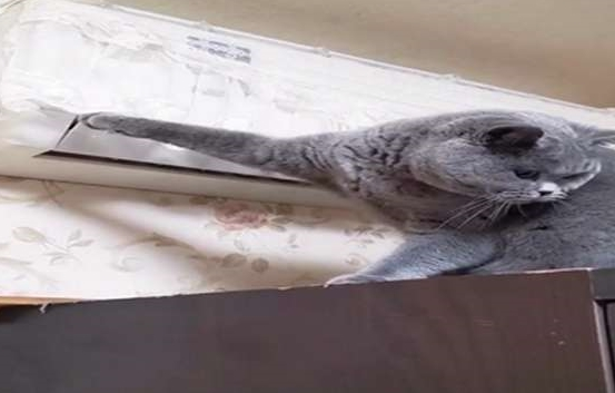 主人:天天拆家,终于被空调罩给制服了,蓝猫求生的小眼神好萌啊 主人:天天拆家,终于被空调罩给制服了,蓝猫求生的小眼神好萌啊