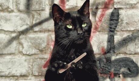 总觉得“猫主子”不对劲?小心……它可能有“精神病” 总觉得“猫主子”不对劲?小心……它可能有“精神病”