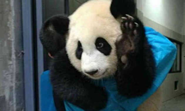 熊猫团子玩嗨了,不想回笼子里,被奶爸直接扛走,小表情太萌了 熊猫团子玩嗨了,不想回笼子里,被奶爸直接扛走,小表情太萌了