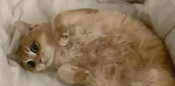  小猫找家｜四只可爱兄妹在线等有爱家长