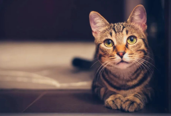 你的猫咪无聊吗?小猫咪无聊的5个征兆,看看你家猫中招没