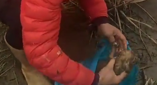 被套两个袋子的流浪狗，在冰冷的水里不停哀嚎，狗狗：我好冷，请帮帮我 