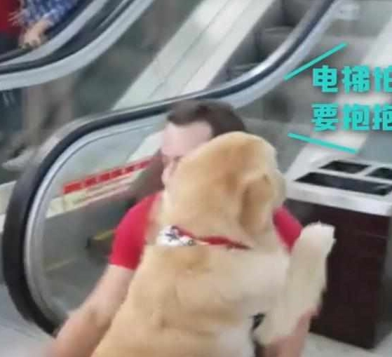 快一百斤大金毛怕坐电梯,要小哥抱抱才敢上:你说你丢不丢狗? 快一百斤大金毛怕坐电梯,要小哥抱抱才敢上:你说你丢不丢狗?