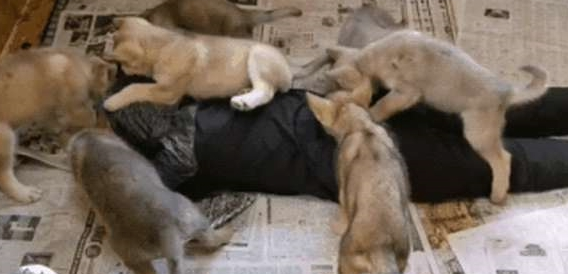 二哈跟狼犬生了8只娃，主人强势吸狗，可以叫“哈士狼”吗？