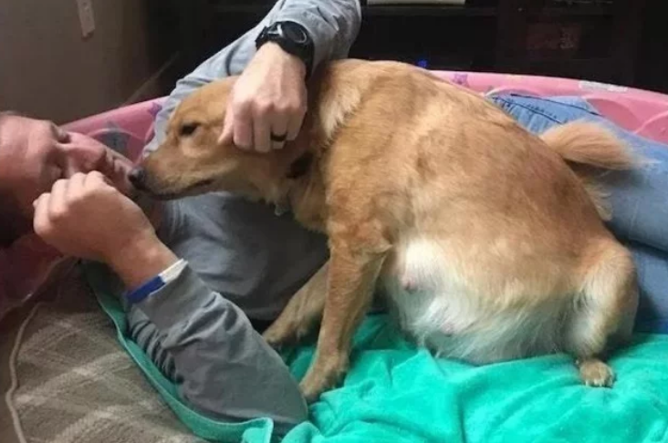 狗狗见主人最后一面,嗅到病床那一刻,场面瞬间失控