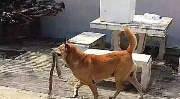 田园犬在院子里一直狂叫,主人受不了,出去一看被吓到…… 田园犬在院子里一直狂叫,主人受不了,出去一看被吓到……