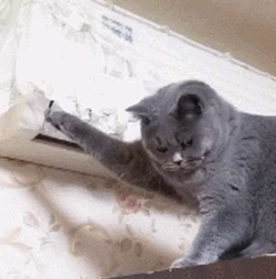主人:天天拆家,终于被空调罩给制服了,蓝猫求生的小眼神好萌啊 主人:天天拆家,终于被空调罩给制服了,蓝猫求生的小眼神好萌啊