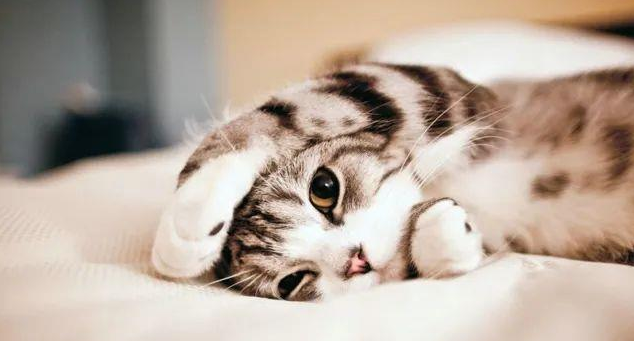 千万别在闲鱼卖猫