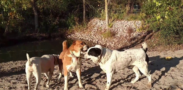 拥有狮子般心脏的猛犬,至今已有千年历史,血统神秘,已无从查找 拥有狮子般心脏的猛犬,至今已有千年历史,血统神秘,已无从查找