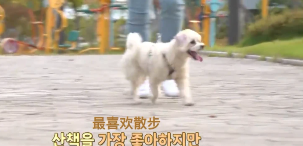 狗狗出门就吐的异常行为令她万分焦虑，竟是“逆向打喷嚏”搞的鬼！