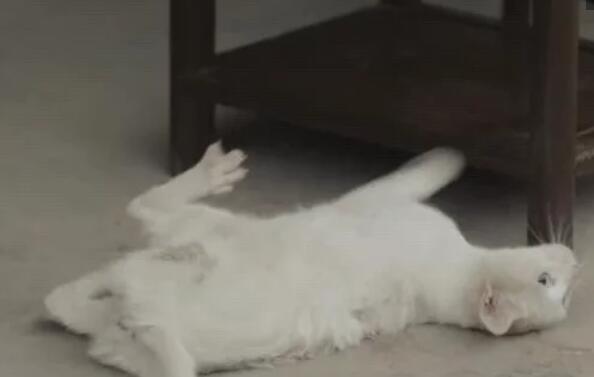 《当家主母》猫主人再度澄清，但是让人更加怀疑，猫真的死了吗
