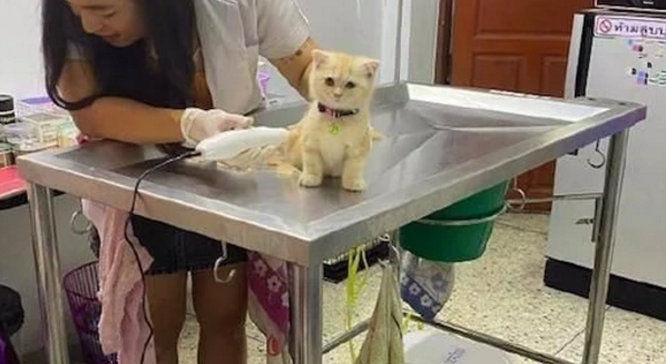 小猫第一次剃毛发,坐在台子上眼神放空一动也不动,猫我是谁 小猫第一次剃毛发,坐在台子上眼神放空一动也不动,猫我是谁