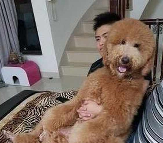 1米5的大型泰迪,每天被主人抱着睡觉,成了主人的恒温暖炉 1米5的大型泰迪,每天被主人抱着睡觉,成了主人的恒温暖炉