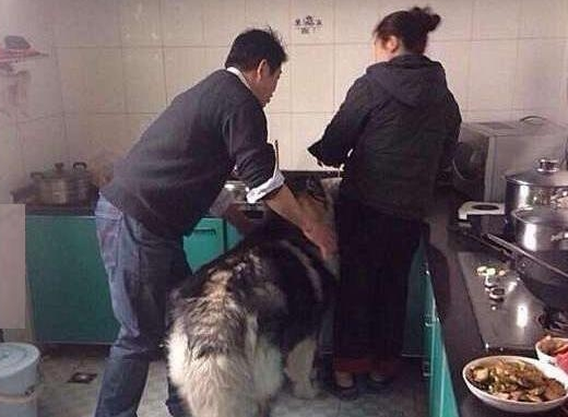 狗狗正在厨房偷吃,被主人拍到证据后还不承认,狗狗表情亮了 狗狗正在厨房偷吃,被主人拍到证据后还不承认,狗狗表情亮了
