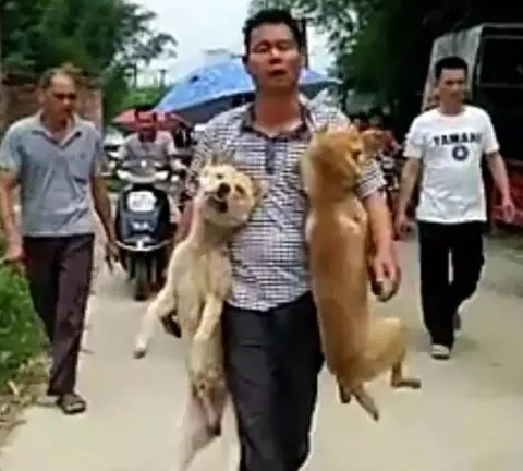 狗偷来的 | 偷来的狗，拉雪橇活活被累死狗狗的忠诚成为敛财的手段，人性何在