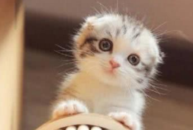 小奶猫摔骨折了，医生帮它把爪爪吊起来，委屈巴巴的模样心都酥了