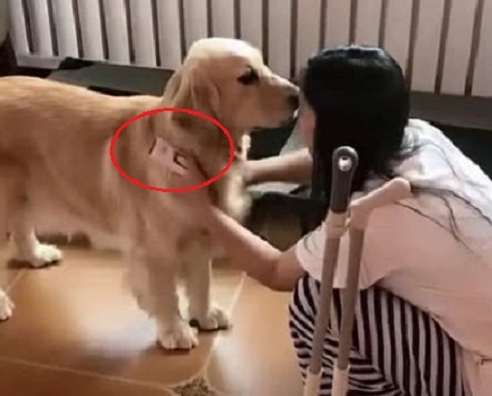 看到女主在打扫狗毛,金毛一声不吭跑开,随后取来一物感动主人! 看到女主在打扫狗毛,金毛一声不吭跑开,随后取来一物感动主人!