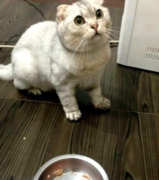 主人给猫咪加大餐,没想却把猫咪给搞懵:这难道是散伙饭? 主人给猫咪加大餐,没想却把猫咪给搞懵:这难道是散伙饭?
